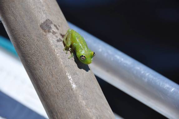 Um pequeno visitante em nosso barco durante passeio ao arquipélago de Anavilhanas, região de Novo Airão - AM